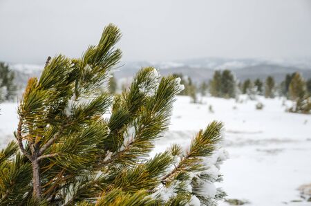 A branch of pine tree in winter in a mainly cloudly dayの写真素材