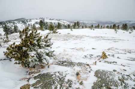 A small pine tree on a stone hill, a snow and far mountains on a mainly cloudly dayの写真素材