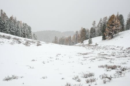 A snow and forest on a hills and in a mainly cloudly dayの写真素材