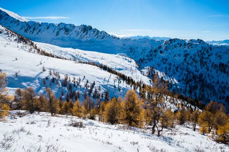 Yellow forest on a hills of mountains and blue skyの写真素材