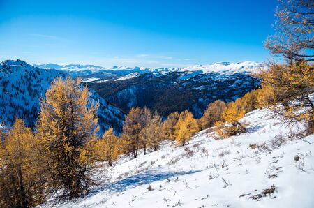 A yellow larch trees in the blue mountains and snow