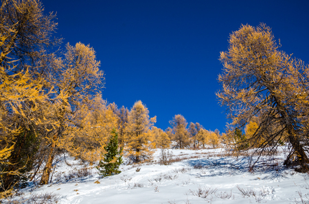 A yellow larch trees on a snow hill and blue skyの写真素材