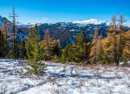 A forest of yellow and green trees in the blue mountains in winterの写真素材