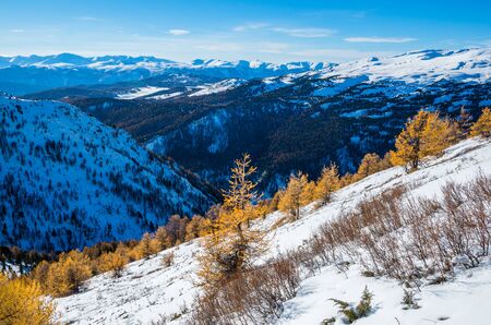 Yellow forest on a snow mountain and blue shadows on a far mountains