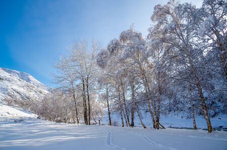 A trees in hoarfrost in the shadow and a blue sky in the mountainsの写真素材