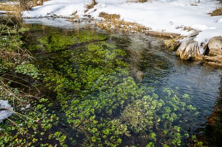 Green plants under the water and snow on the riversideの写真素材