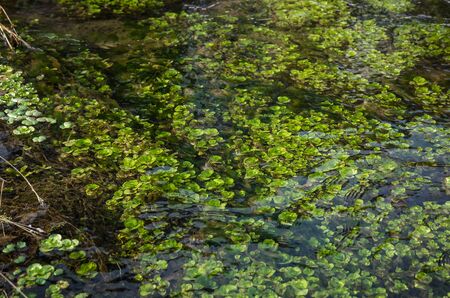 Green plants under the waterの写真素材