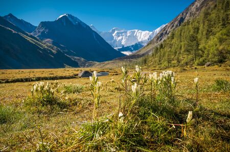 A white flowers on a red grass and a far white mountainの写真素材