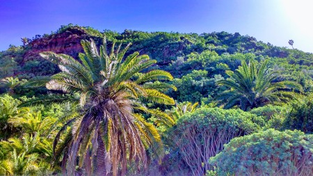 Canary Islands Holiday Nature Vegetation Hike Blue Skyの写真素材