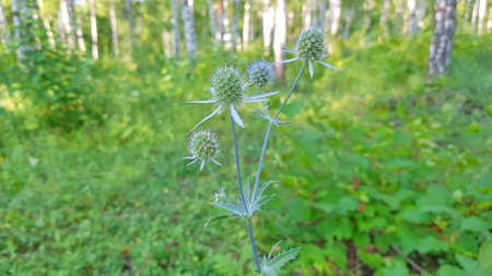 Eryngium in the Birch Tree Forest