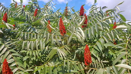 Beautiful Blooming Bush in Summer Time