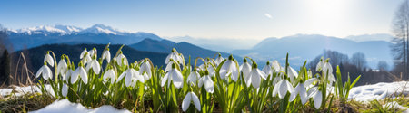 Snowdrop flowers in the mountains in spring. Snow on the ground. Beautiful sunny day. Panoramic view. AI Generatedの素材