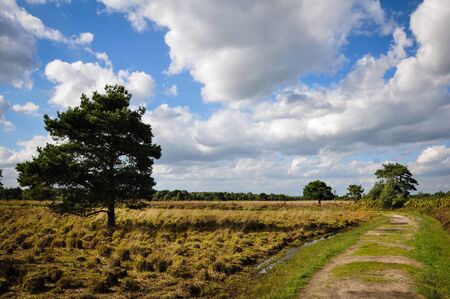 Walking trail at national parc Groote Peelの写真素材