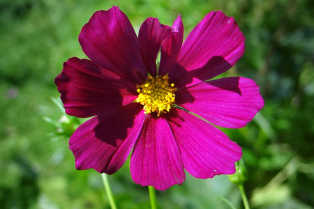 Cosmos flower in the garden, close-up of a flowerの写真素材
