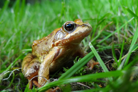 Frog on green grass, close-up, shallow depth of fieldの写真素材