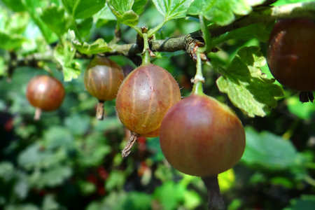 Gooseberries on a branch in the garden, close-upの写真素材