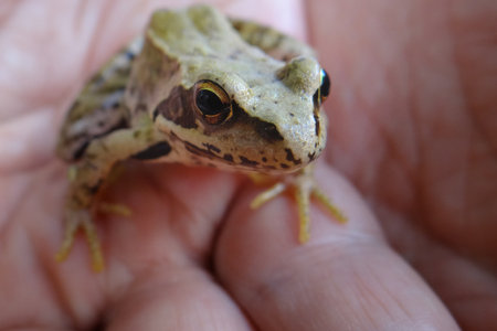 Frog in hand close-up. Wild amphibians in nature.の写真素材