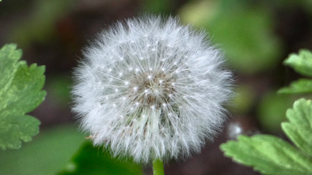 White dandelion on a blurred background of green grass and leaves.の写真素材