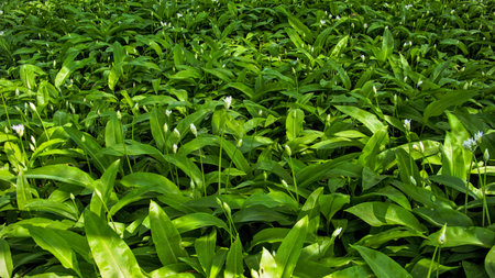 Wild garlic growing in the field, close-up of wild garlicの写真素材