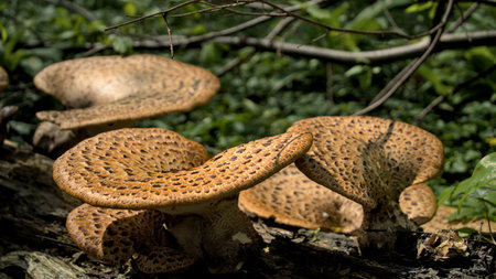 Close-up of a group of mushrooms growing on a tree trunkの写真素材