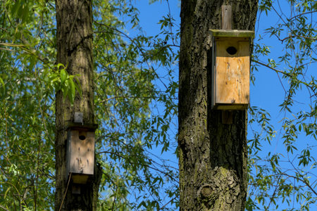 Wooden birdhouse on the tree in the park against the blue skyの写真素材