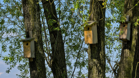 Wooden birdhouses on the branches of a tree against the blue skyの写真素材