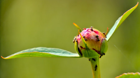 Ants on Peony bud on a green background. Shallow depth of field.の写真素材