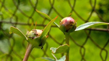 Caterpillar on a green plant in the garden, close upの写真素材