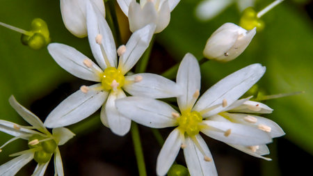 Close up of white flowers (Ornithogalum umbellatum L.)