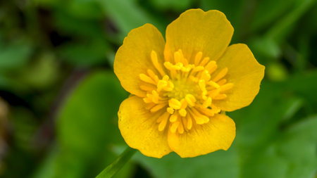 Flower of Buttercup (Celandine, Ranunculus acris)の写真素材