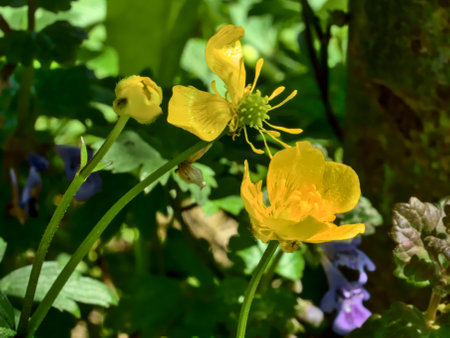 Buttercup (Celandine, Ranunculus acris)の写真素材