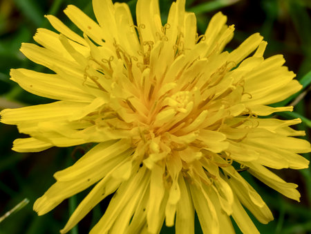 Yellow dandelion flower on green background. Close-up.の写真素材