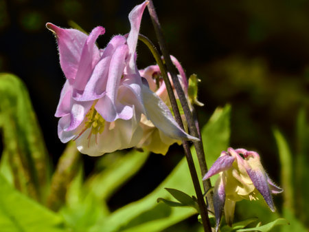 Aquilegia vulgaris, commonly known as the common columbine, is a species of flowering plant in the family Columbaceae.の写真素材