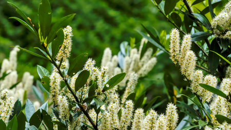 White flowers of the cherry laurel (Prunus laurocerasus)