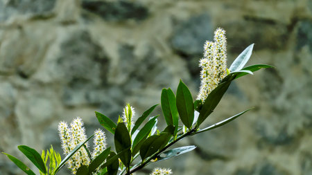 White flowers of the cherry laurel (Prunus laurocerasus) against the background of a stone wall
