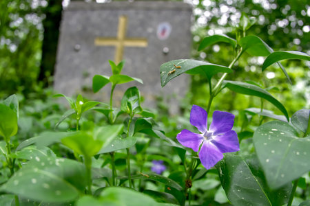 Purple flower and a cross in the middle of a cemetery.の写真素材