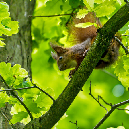 squirrel on a tree branch in the forest with green leaves aroundの写真素材