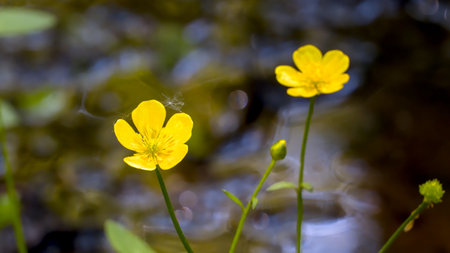 Flowers of Marsh Marigold (Caltha palustris).の写真素材