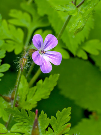 Flowering Geranium (Geranium sylvaticum). Common name: Wood Cranesbillの写真素材