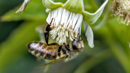 Honey bee collecting nectar on blackberry blossom, close upの写真素材
