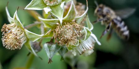 Honeybee collecting pollen from a blackberry flower. macro.の写真素材