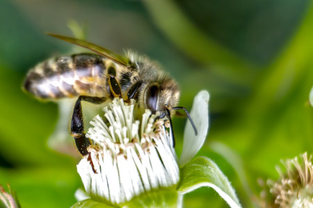 Honey bee collecting pollen from a white flower. macro photography.