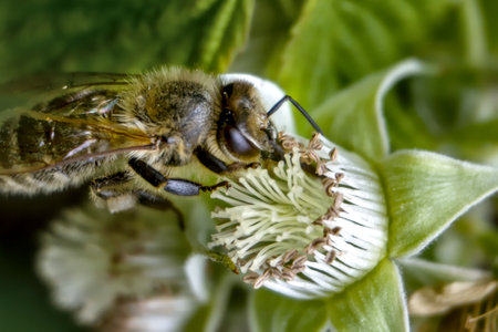 Bee on a flower of a blackberry. Macro photo with shallow depth of fieldの写真素材