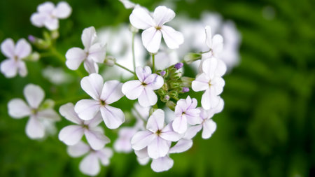 Beautiful white Aubrieta Adans flowers on a green background. selective focus.