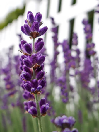 lavender growing next to a white wooden fence by a country road.の写真素材