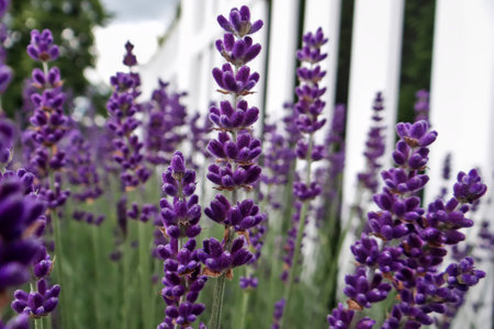 lavender growing next to a white wooden fence by a country road.の写真素材