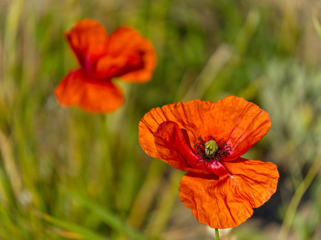 Wildflowers in the meadow - Field poppy, close shot, shallow depth of fieldの写真素材