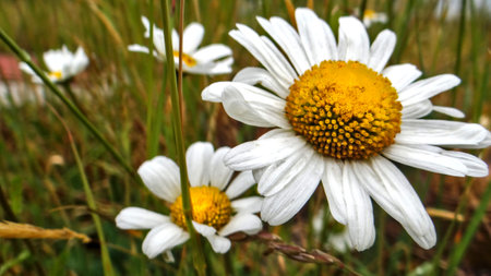 Wildflowers in the meadow - chamomile (Matricaria chamomilla L.)の写真素材