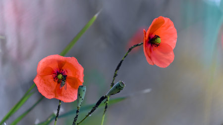 Wildflowers in the meadow - Field poppy, close shot, shallow depth of field.の写真素材