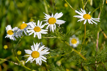 Wildflowers in the meadow - chamomile (Matricaria chamomilla L.)の写真素材